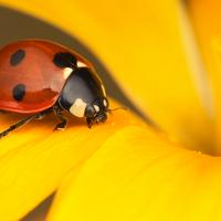 Seven Spot Ladybird 4 